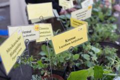 Kräuter_Strassenfest-ConnewitzcSebastian-Gündel